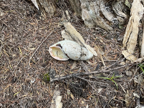 Placostylus ambagiosus ambagiosus, 2022-10-26