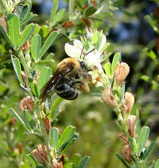 Melissodes comptoides