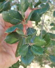 Quercus agrifolia agrifolia