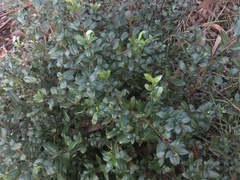 Laurus nobilis