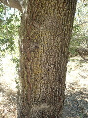Quercus agrifolia agrifolia