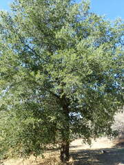 Quercus agrifolia agrifolia