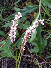 Persicaria senegalensis