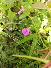 Impatiens chinensis