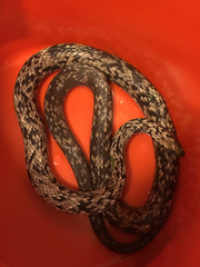 Coluber constrictor anthicus