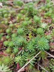 Petrosedum