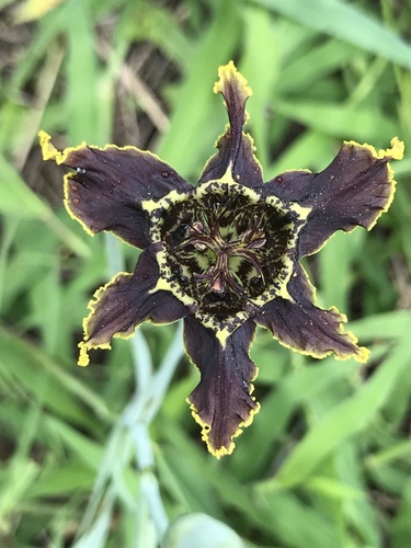 Ferraria crispa image