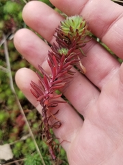 Petrosedum