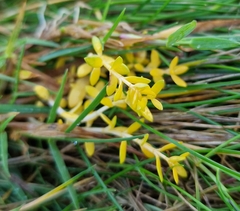 Crassula helmsii