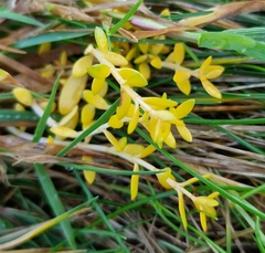 Crassula helmsii