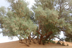 Tamarix aphylla