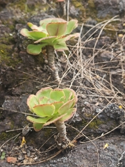 Aeonium