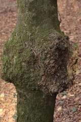 Agrobacterium radiobacter