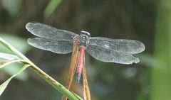 Agrionoptera insignis