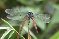 Agrionoptera insignis