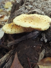 Pholiota