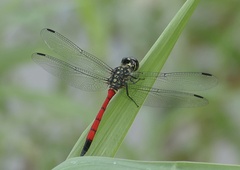 Agrionoptera insignis