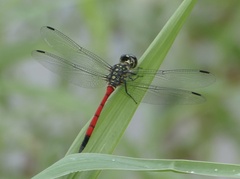 Agrionoptera insignis