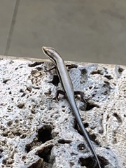 Marisora brachypoda