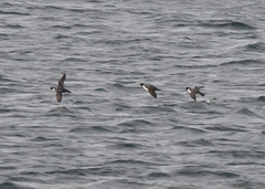 Synthliboramphus antiquus