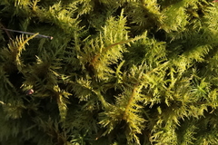 Thuidium tamariscinum