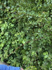 Muehlenbeckia hastulata