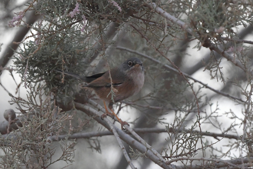 Tristram's Warbler (Curruca deserticola), photo 7
