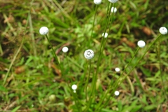 Eriocaulon