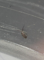 Tomocerinae
