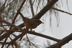 Curruca deserticola