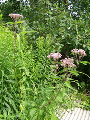 Eutrochium maculatum