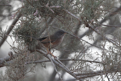 Curruca deserticola