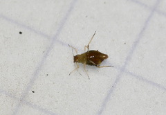 Periphyllus testudinaceus