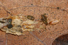 Periphyllus testudinaceus