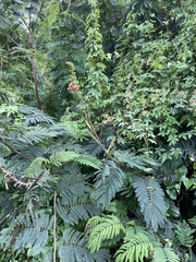 Calliandra houstoniana calothyrsus