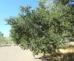 Quercus agrifolia oxyadenia