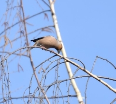 Coccothraustes coccothraustes