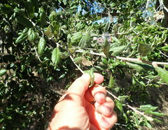 Quercus agrifolia oxyadenia