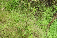 Hygrophila