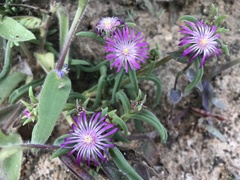 Ruschieae