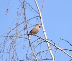 Coccothraustes coccothraustes