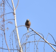 Coccothraustes coccothraustes
