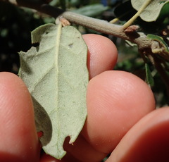 Quercus agrifolia oxyadenia