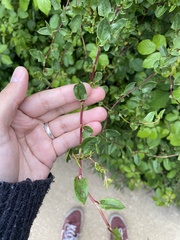 Muehlenbeckia hastulata