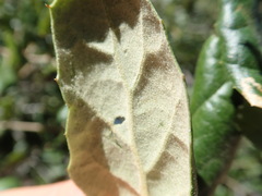 Quercus agrifolia oxyadenia