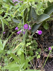 Oxalis
