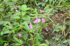 Impatiens diversifolia