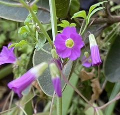 Oxalis