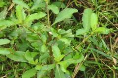 Hygrophila