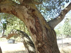 Quercus agrifolia oxyadenia